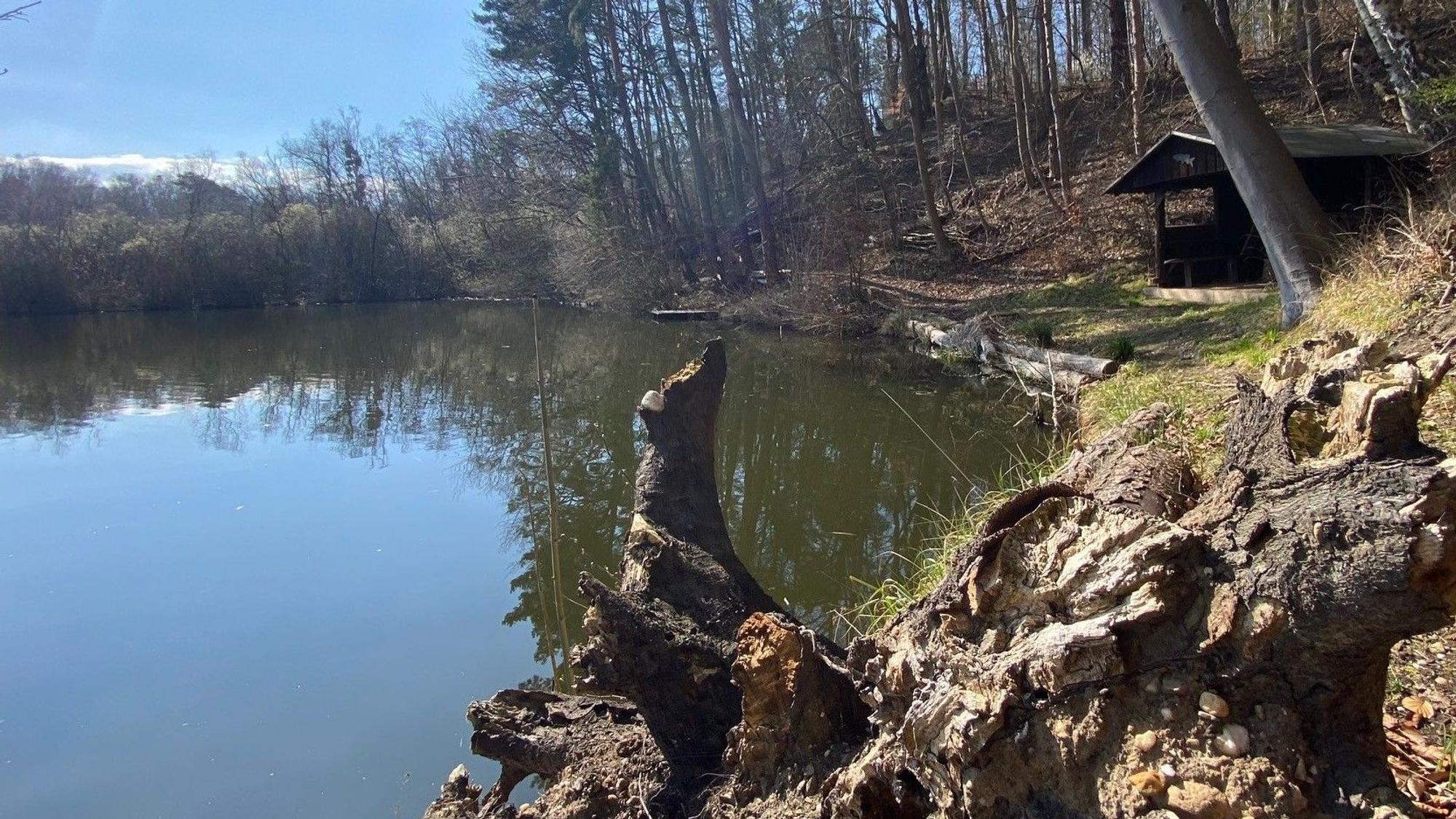Zu sehen ist ein Teich, umgeben von Wald.