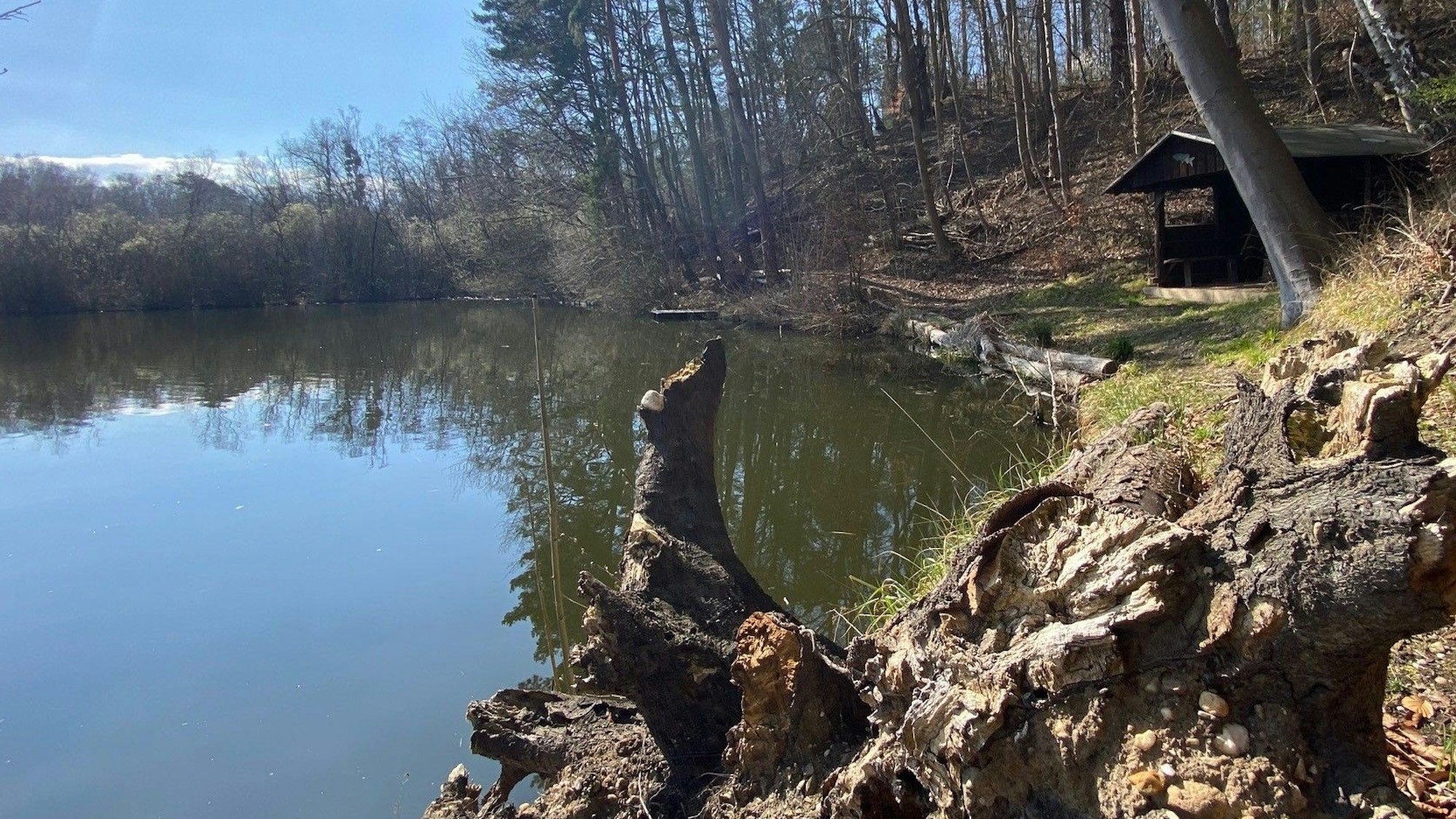 Zu sehen ist ein Teich, umgeben von Wald.