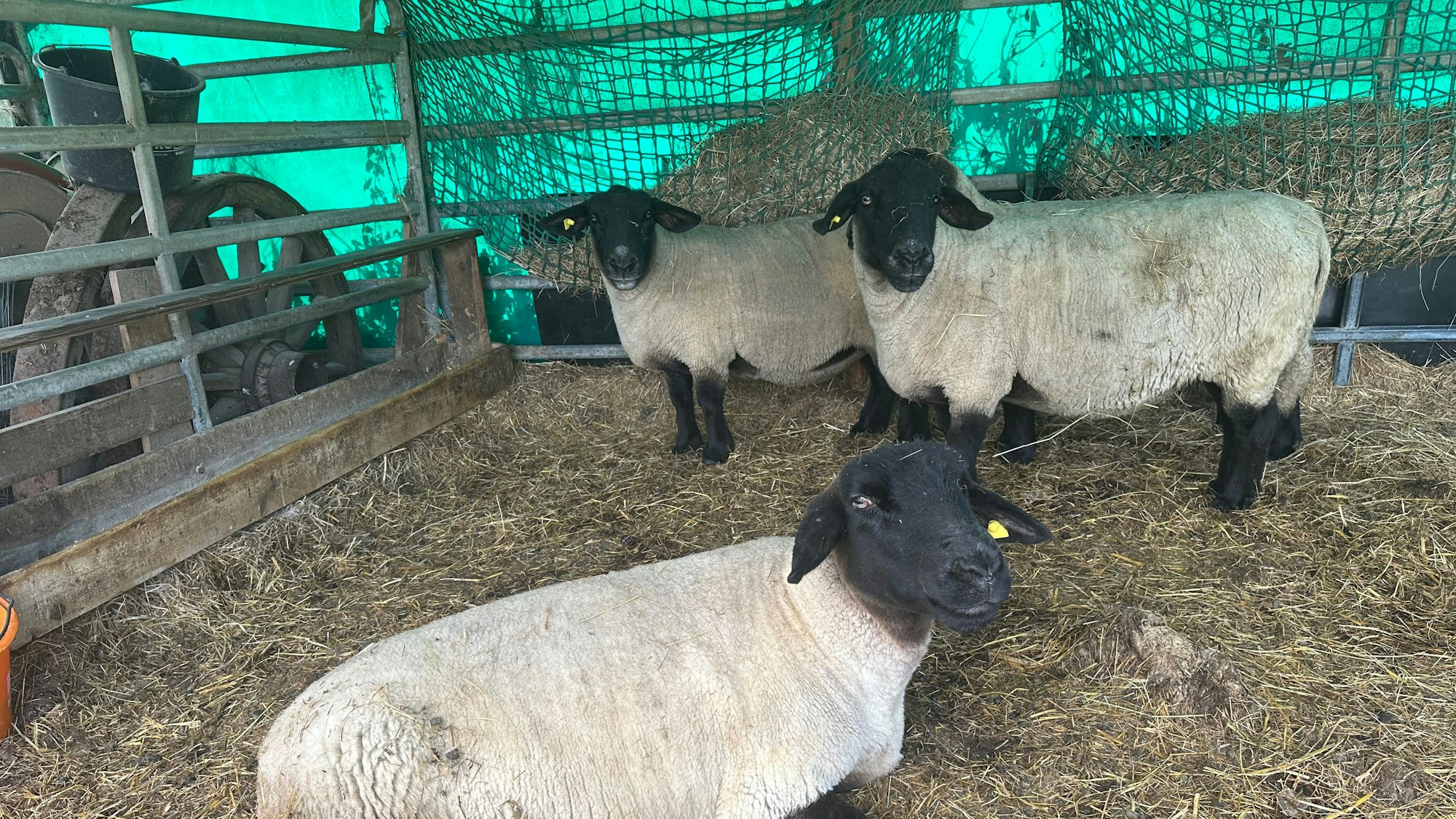 Mit einer Plane abgedeckt ist der Verschlag für die acht Schafe.