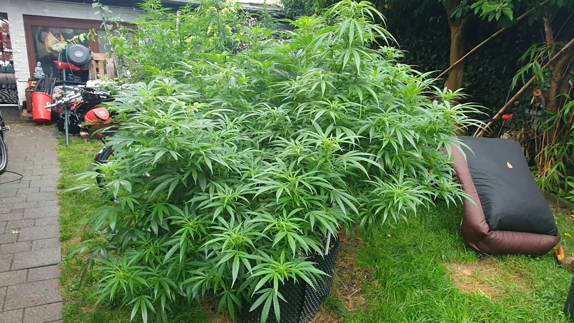 Cannabis-Pflanzen in einem Garten