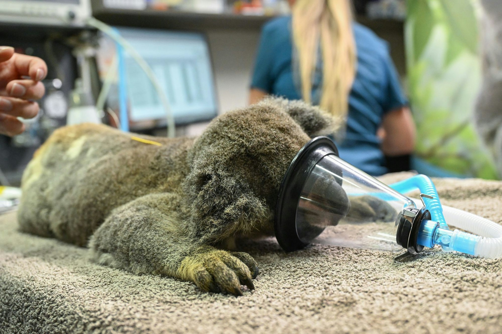 Chlamydien haben bei Koalas oft verheerende Auswirkungen.