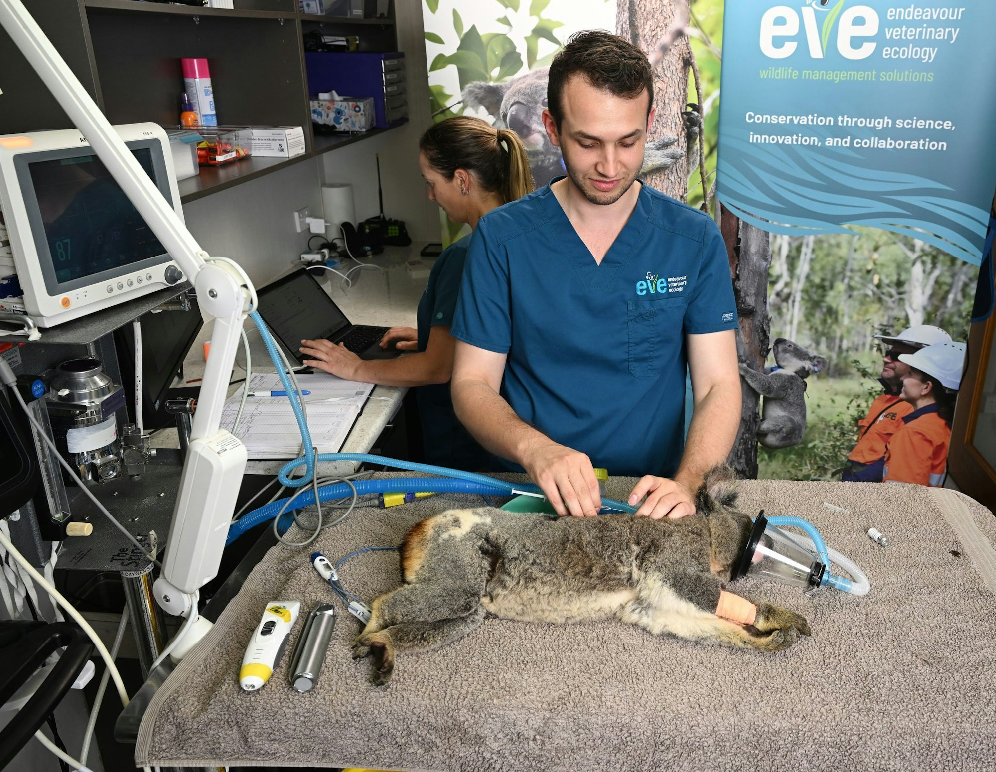 Tierärzte sagen, es sei traumatisch, die Folgen einer Chlamydien-Infektion bei Koalas zu sehen.