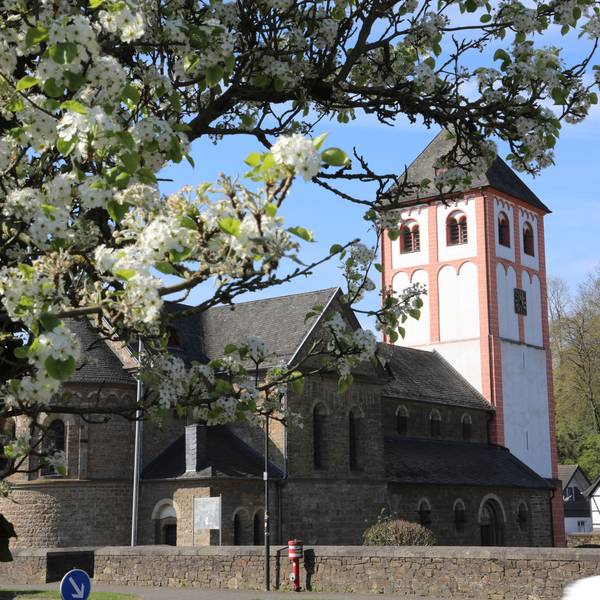 Ein alter romanischer Kirchturm mit rot-weißem Mauerwerk, ein Kirchenschiff in braunem Bruchstein, davor ein blühender Obstbaum.