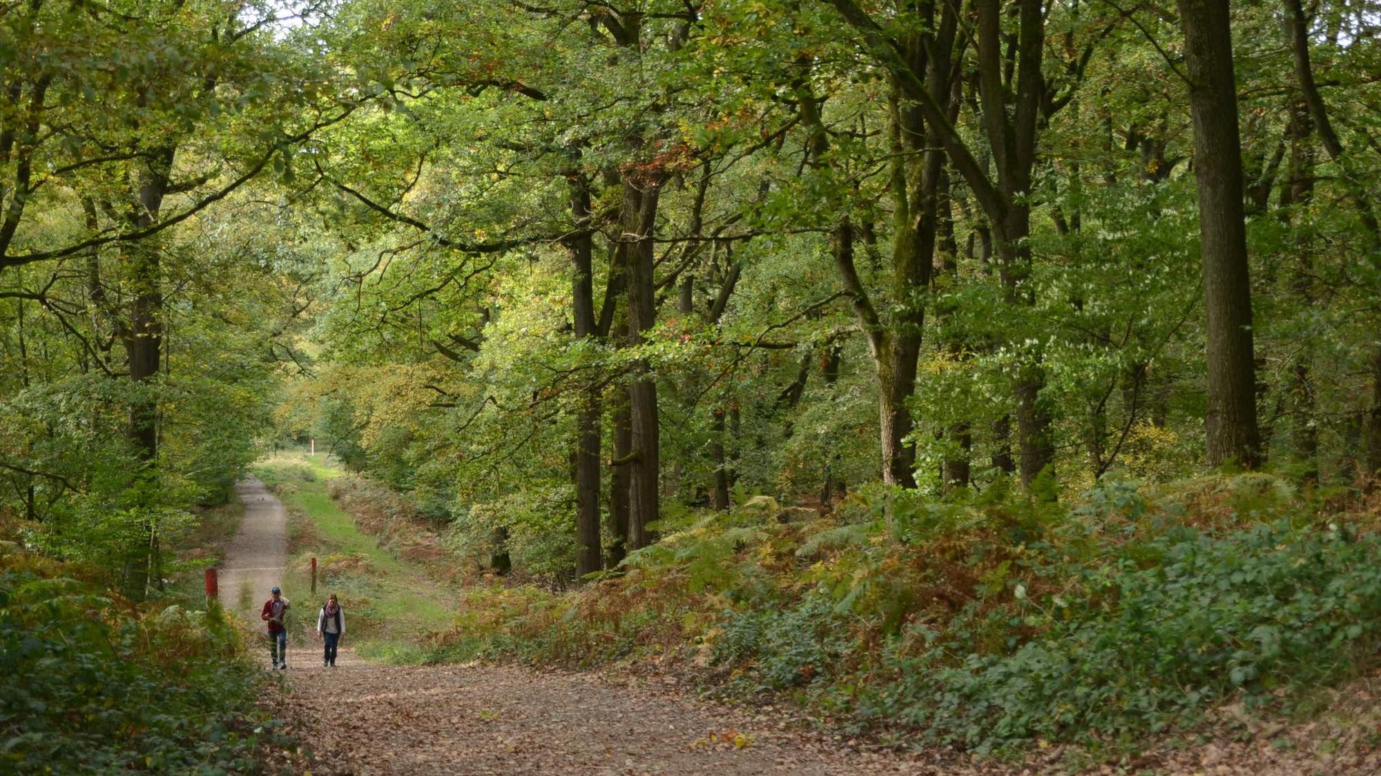 Zwei Personen laufen durch den Wald in der Wahner Heide.