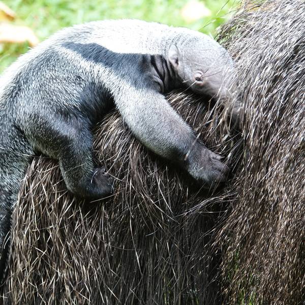 Im Kölner Zoo gibt es einen neuen Ameisenbären.