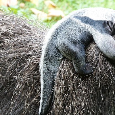 Im Kölner Zoo gibt es einen neuen Ameisenbären.