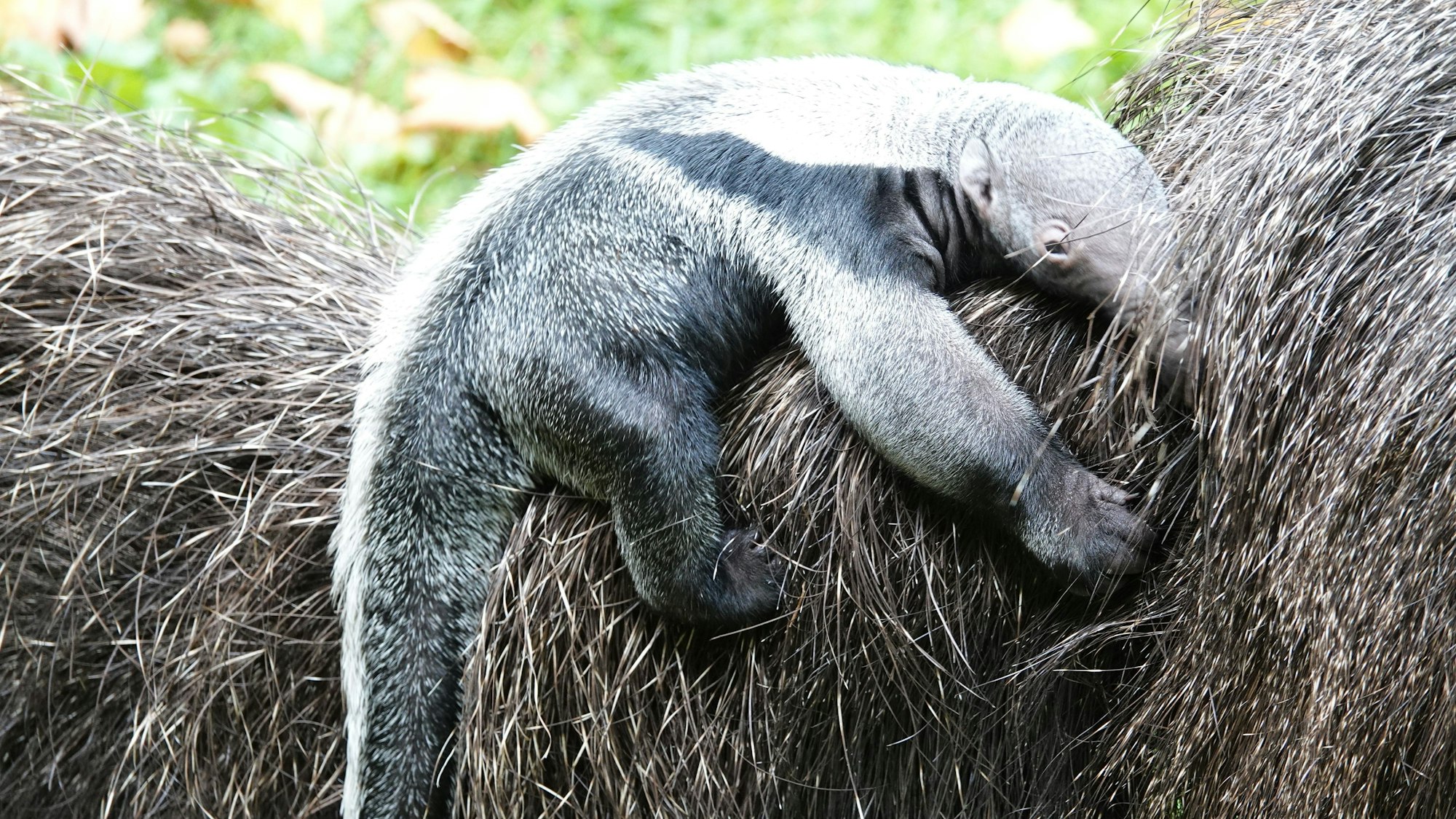 Im Kölner Zoo gibt es einen neuen Ameisenbären.