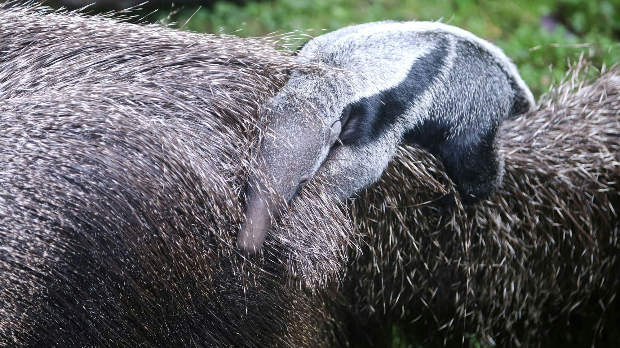 Nachzuchterfolg im KölnerZoo - Großer Ameisenbär geboren. Foto: Arton Krasniqi