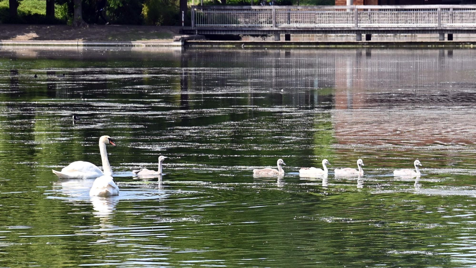 Der Aachener Weiher