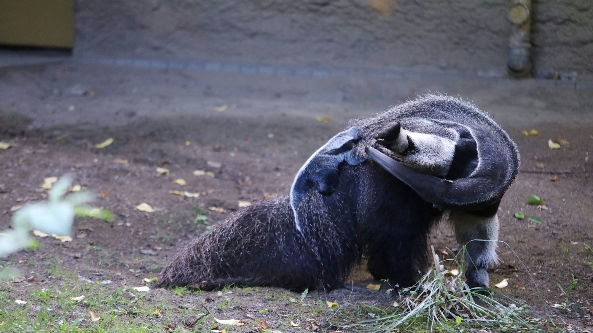 Nachzuchterfolg im KölnerZoo - Großer Ameisenbär geboren.