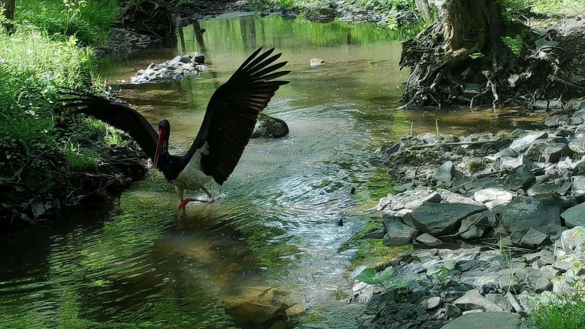 Das Bild zeigt einen Schwarzstorch auf einer Fläche der EifelStiftung an einem Mittelgebirgsbach in der Eifel.