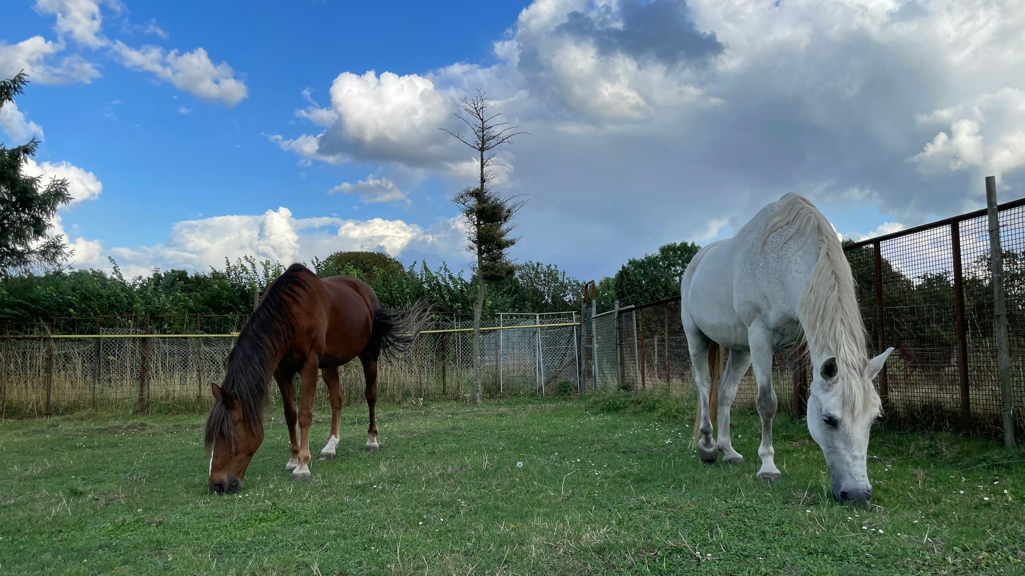 Das Bild zeigt zwei grasende Pferde.