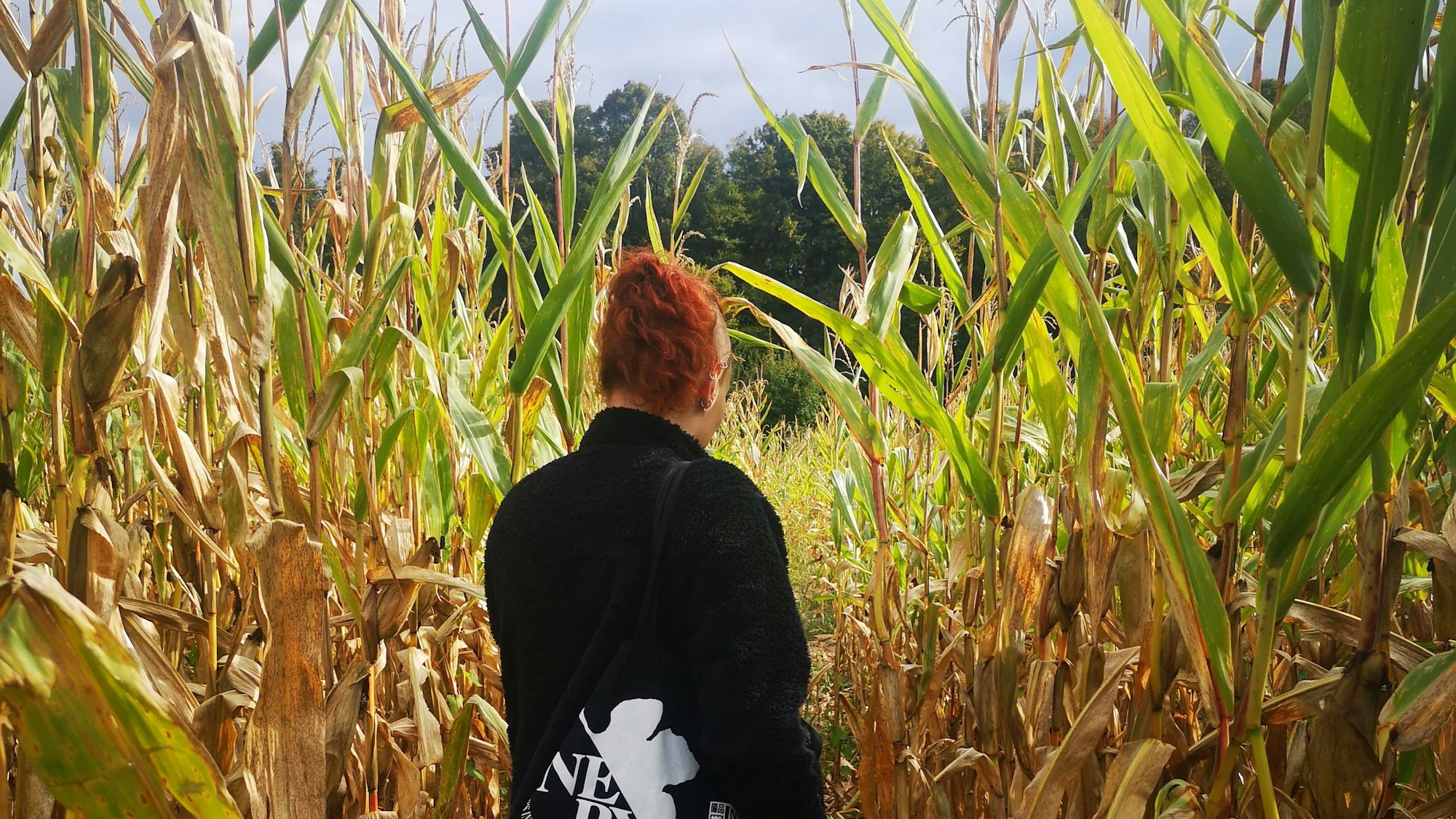 Auf dem Krewelshof in Lohmar kann man durchs Maislabyrinth schlendern und die Kürbisschau besuchen.