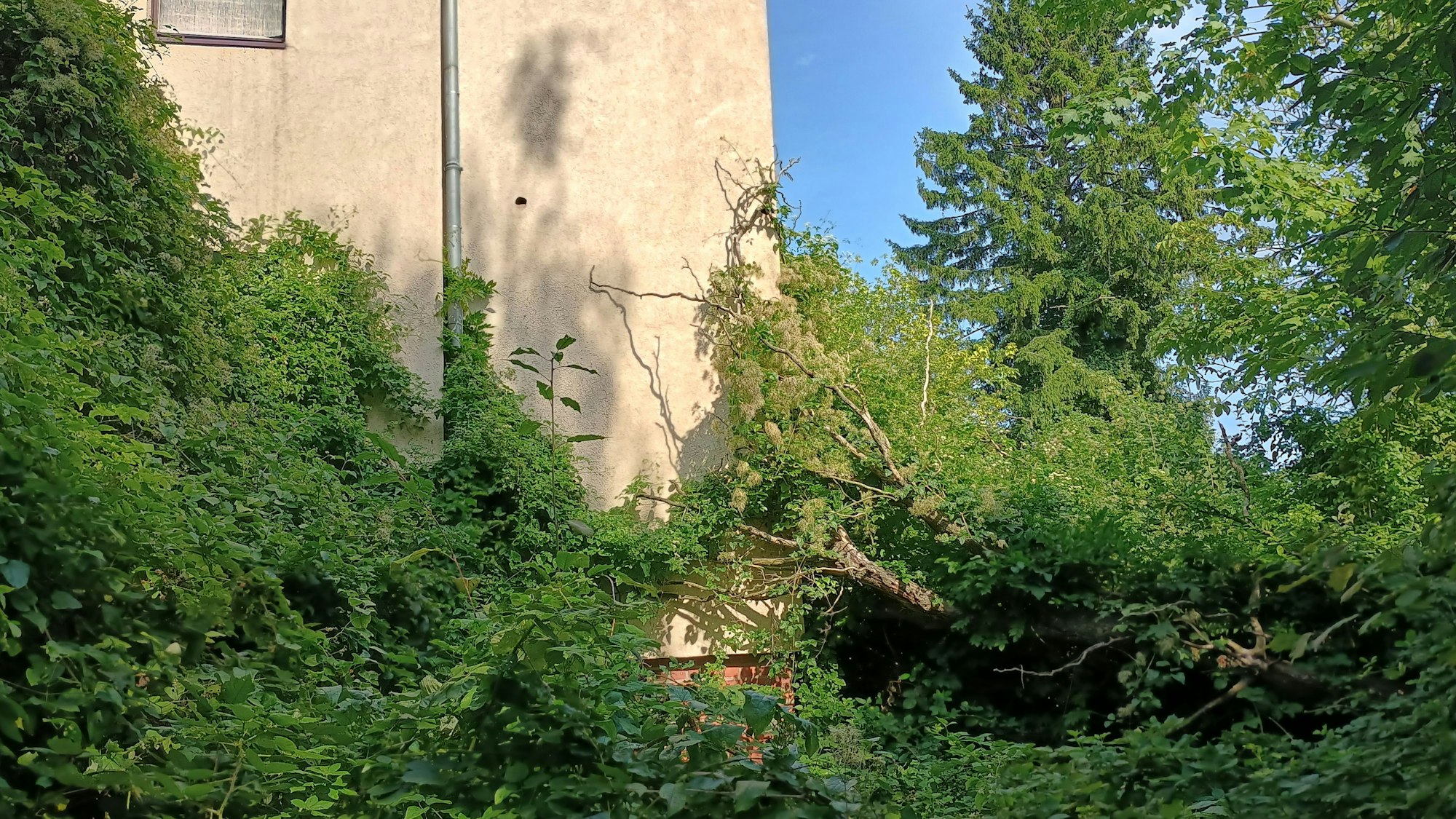 Das Bild zeigt das Grün, das sich allmählich an der Häuserwand hochschlingt.