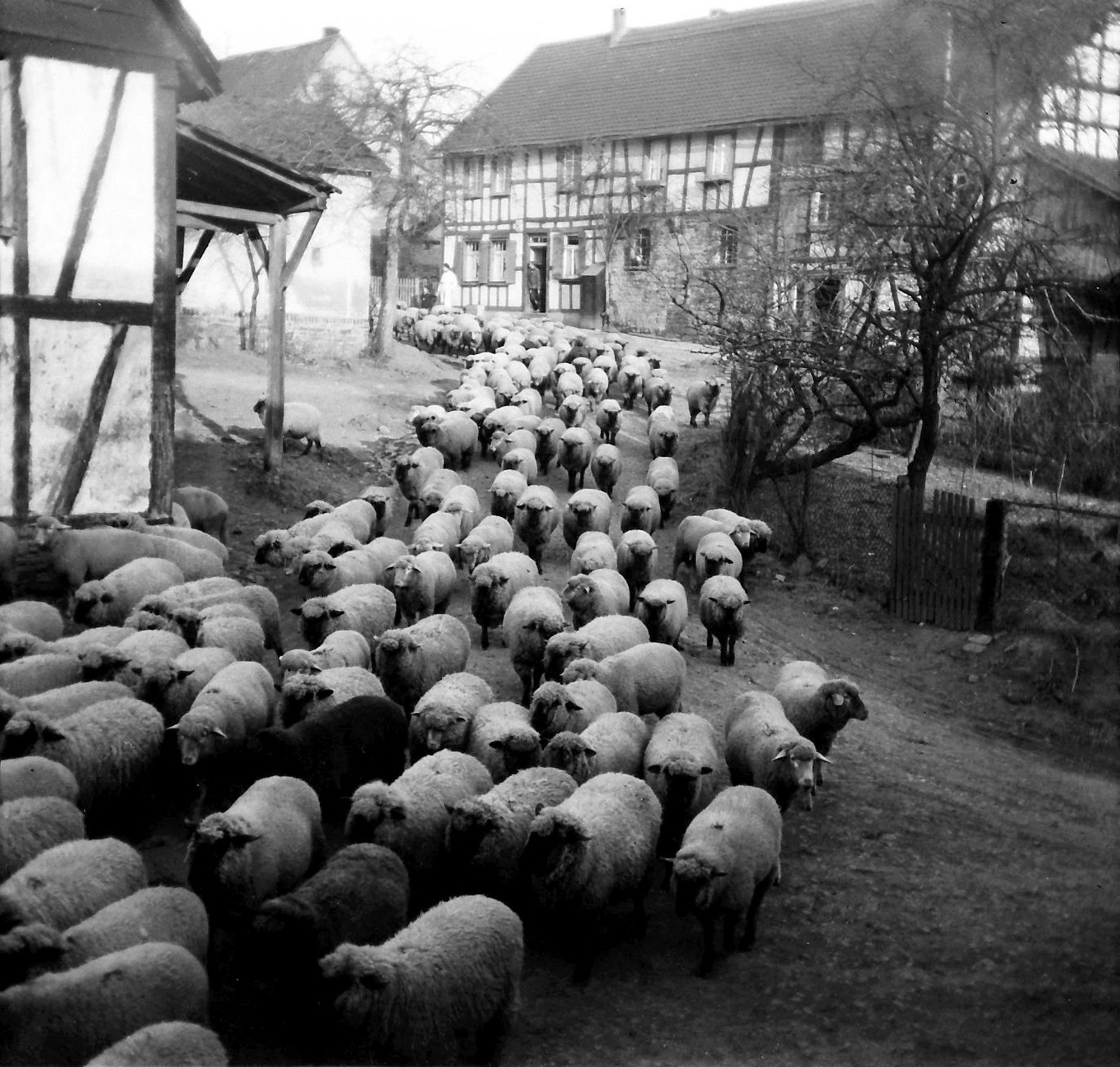 Neben ihrer Ausbildung bei August Sander hat Inge Jansen auch selber fotografiert: Hier eine Schafherde in einem Dorf im Rhein-Sieg-Kreis.