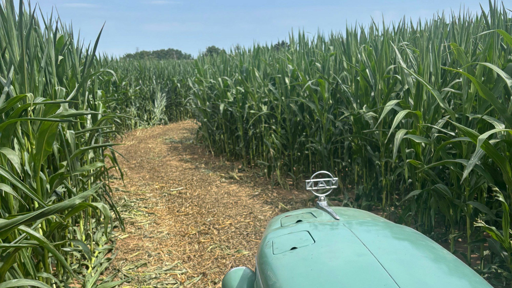 Maislabyrinth am Birkenhof