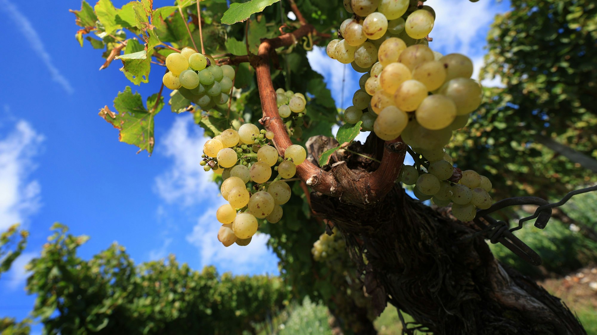 Weintrauben an der Rebe.