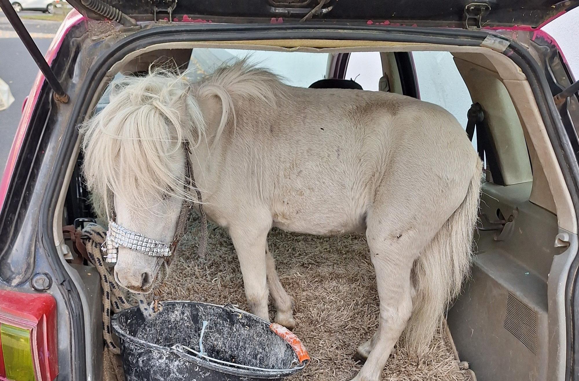Die Polizei Aachen entdeckte dieses Pony bei einer Verkehrskontrolle in Alsdorf.