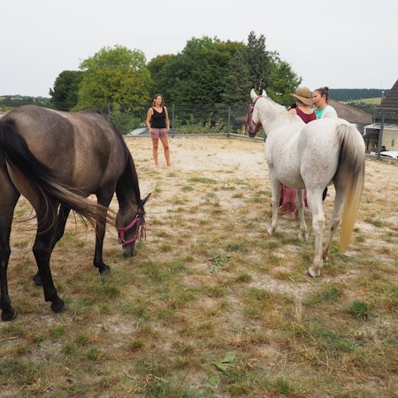 Zwei Pferde stehen von der Kamera abgewandt, drei Frauen schauen einander an.