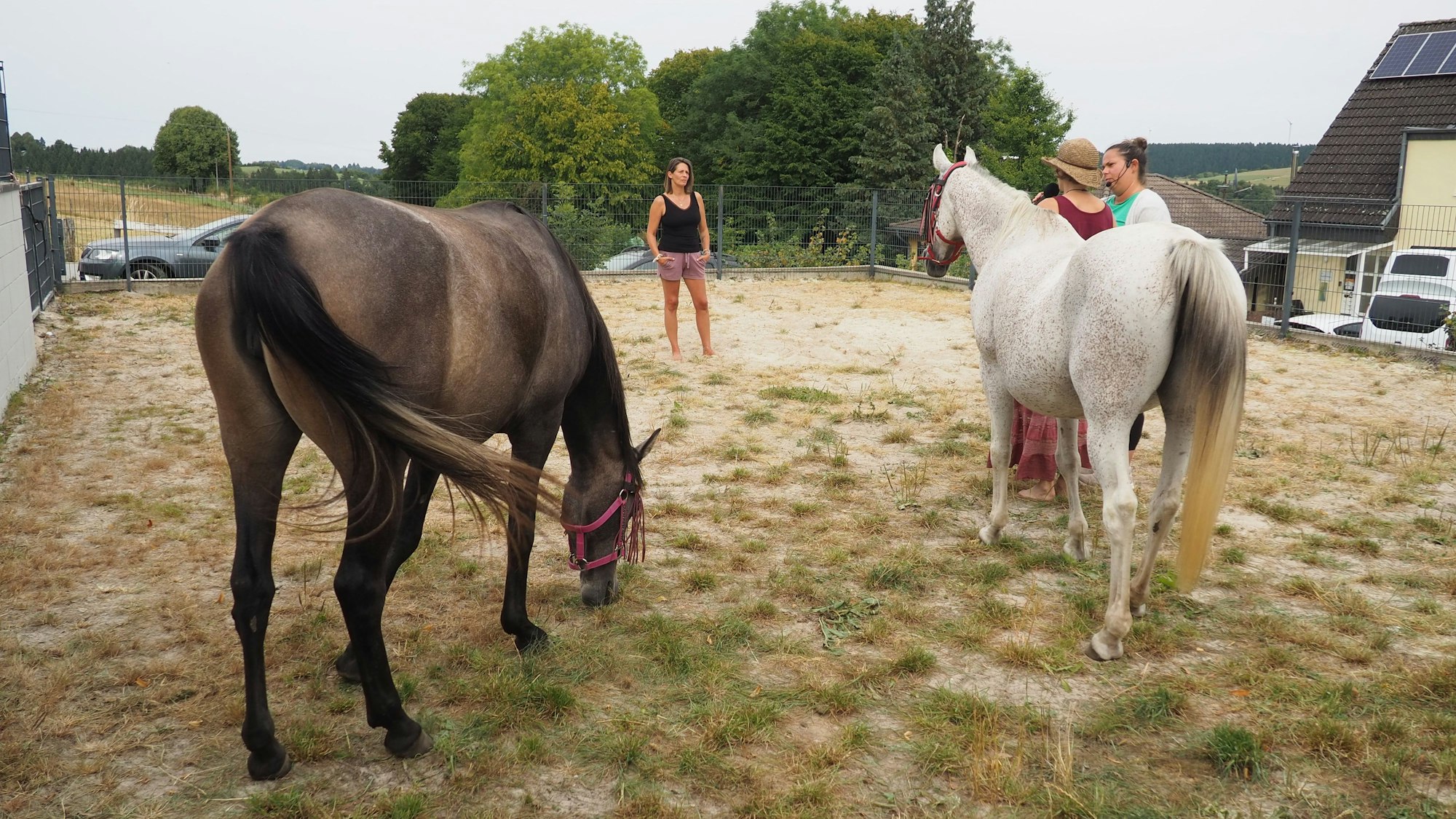 Zwei Pferde stehen von der Kamera abgewandt, drei Frauen schauen einander an.