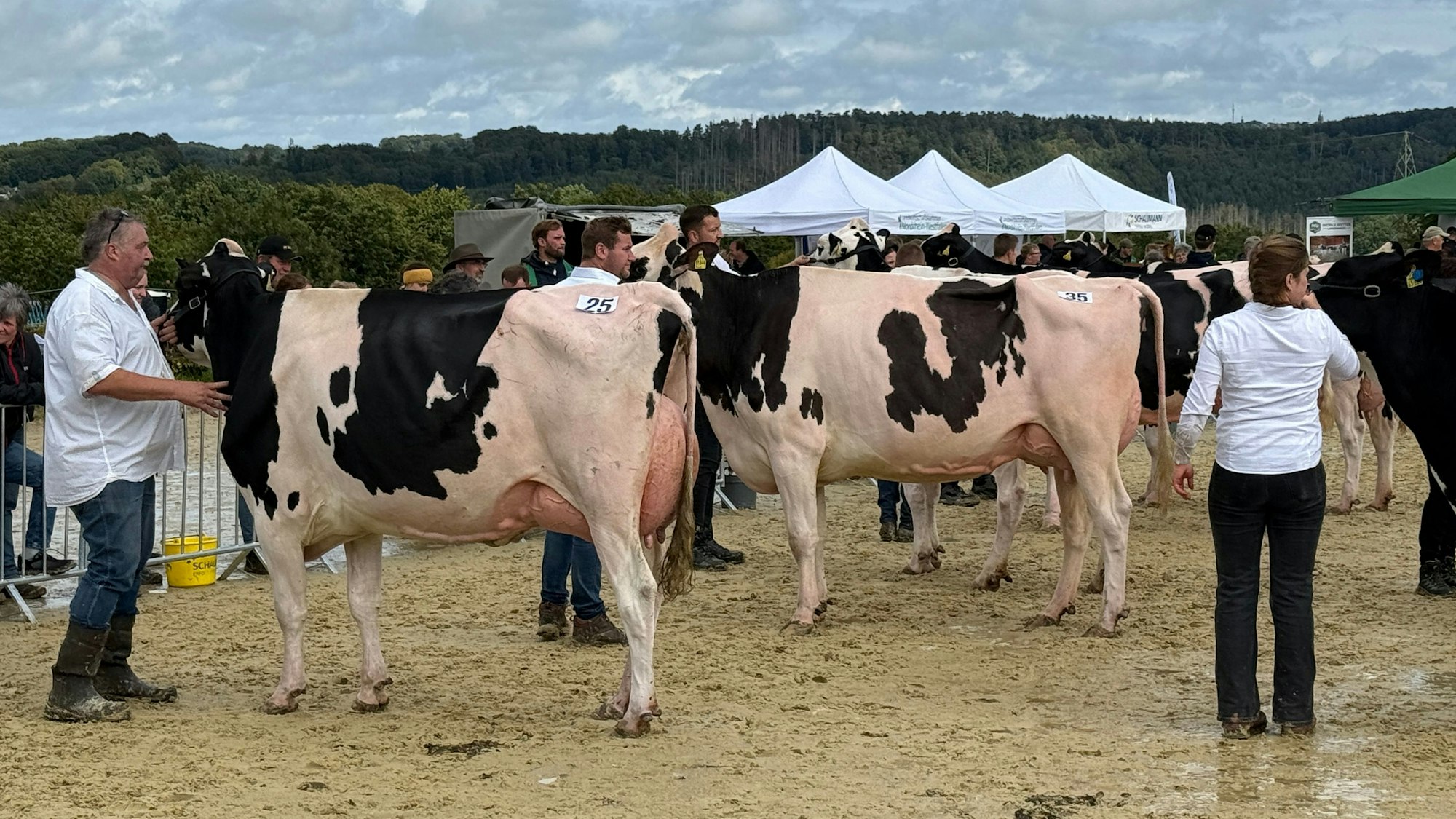 Mehr als 80 Rassekühe, dazu viele Pferde, Schafe und Kleintiere, waren bei der diesjährigen Kreistierschau auf der Reitanlage von Bernd Lohmann in Hückeswagen (im Bild bei der linken Kuh) zu Gast.