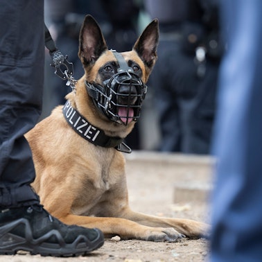 Ein Hund mit Maulkorb und der Aufschrift „Polizei“ auf dem Halsband.