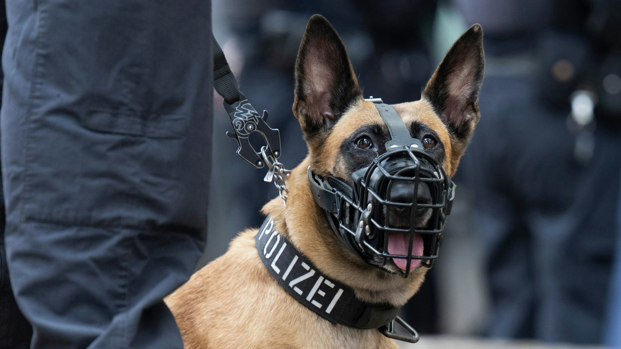 Ein Hund mit Maulkorb und der Aufschrift „Polizei“ auf dem Halsband.