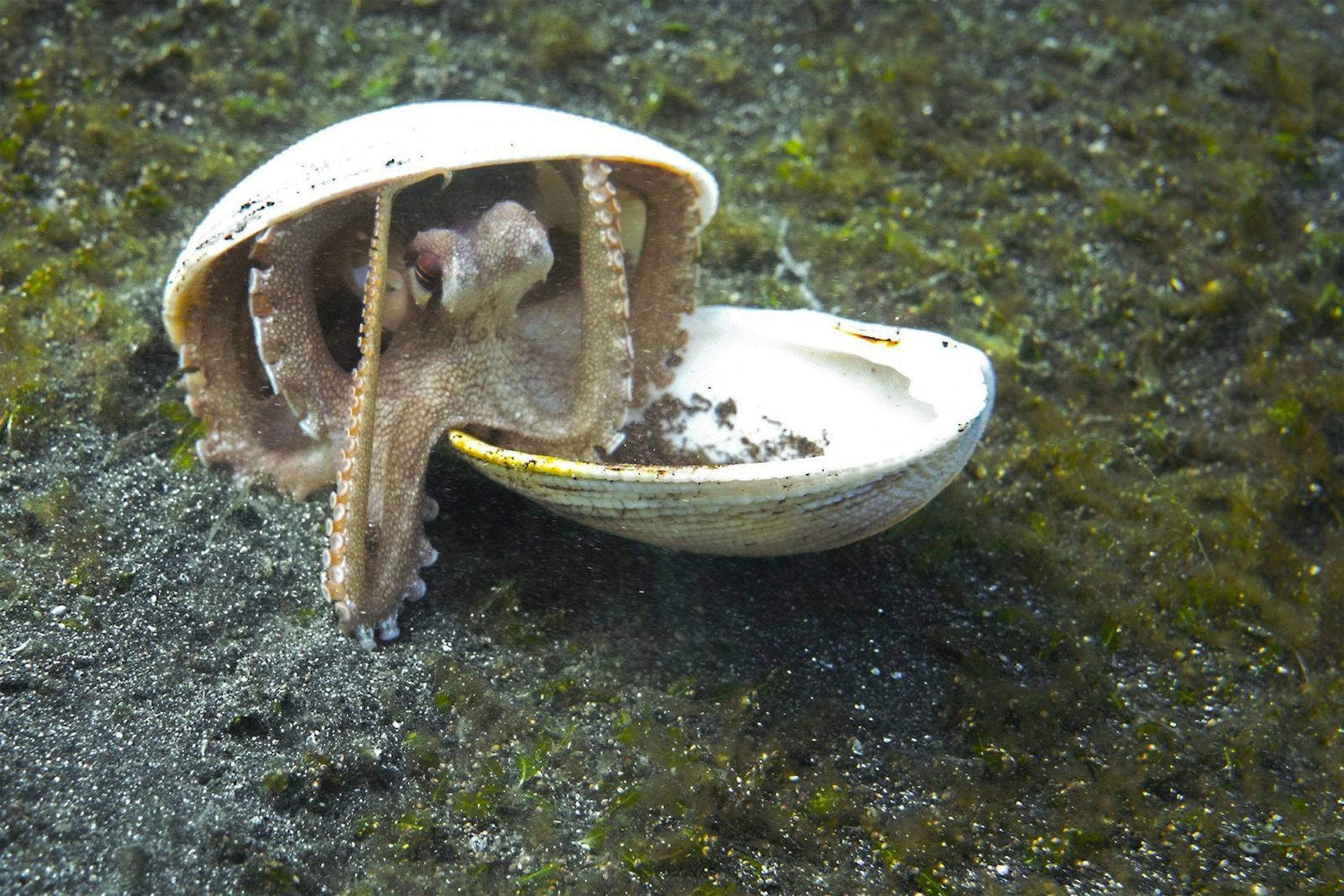 Für die eigenwillgen Mehresbewohner gibt es viele, oft auch umgansprachliche Namen - darunter Krake, Oktopus oder Tintenfisch. (Bild: ZDF/Markus Strobel / Tango Film GmbH)