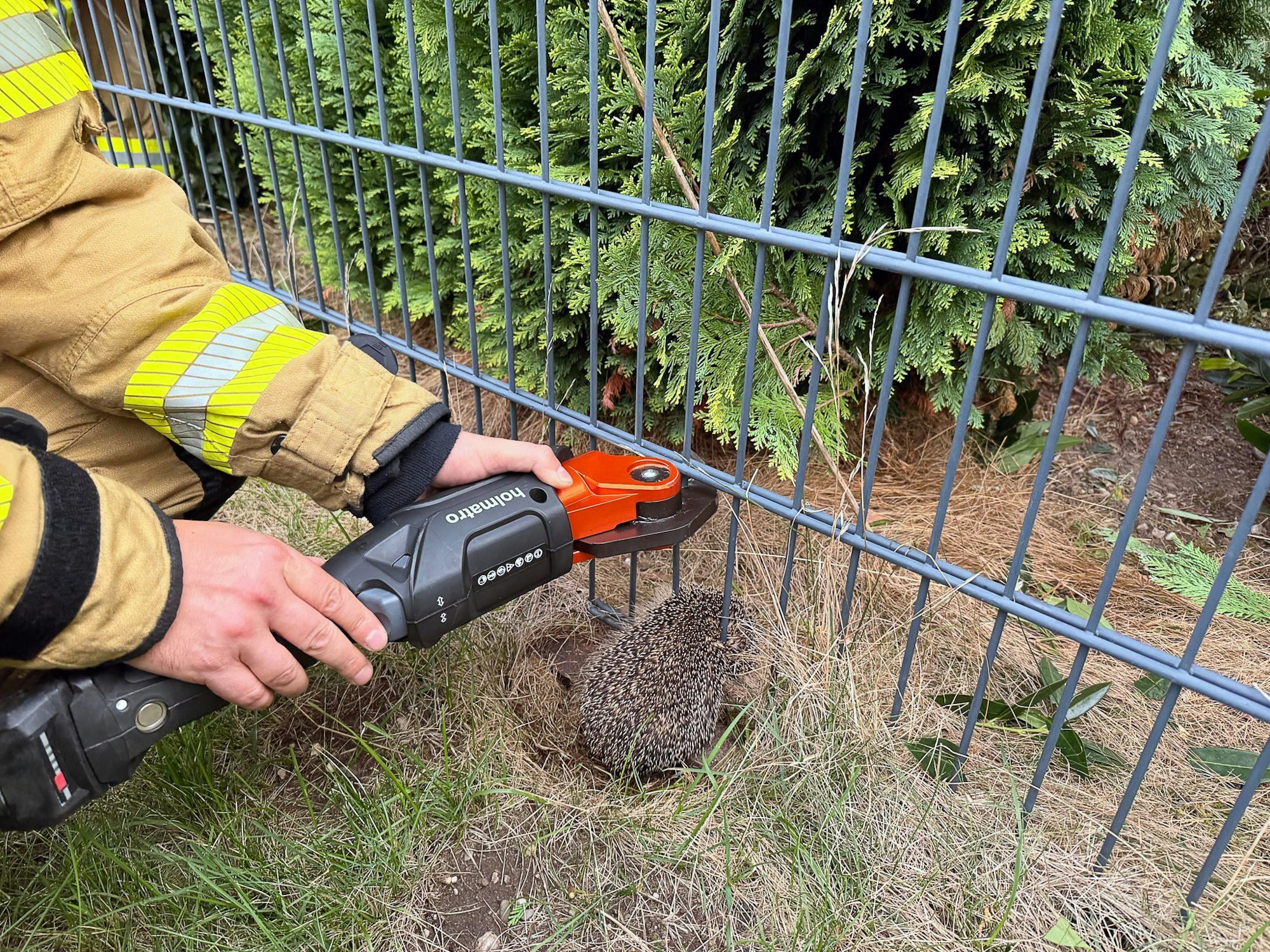 Mit einer Rettungszange befreite ein Feuerwehrmann den Igel aus dem Zaun.