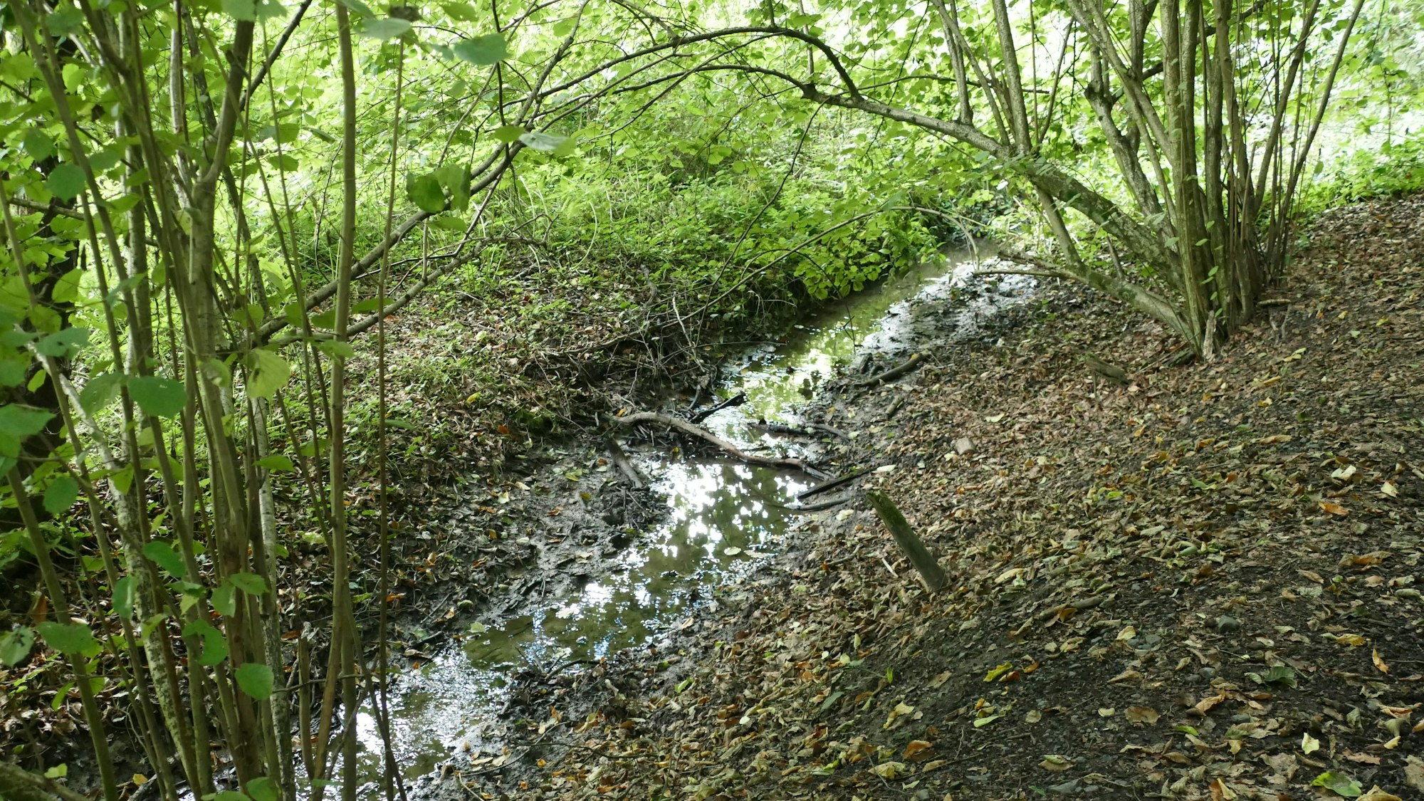 Ein Bach fließt durch den Wald, umgeben von Uferböschungen, Bäumen und Gestrüpp.