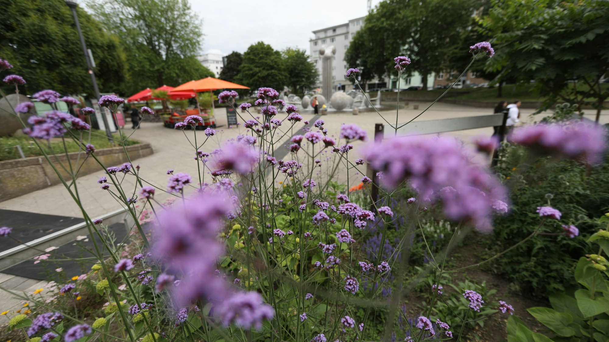 05.06.2025, Köln: Blütenzauber am Ebertplatz. Foto: Arton Krasniqi