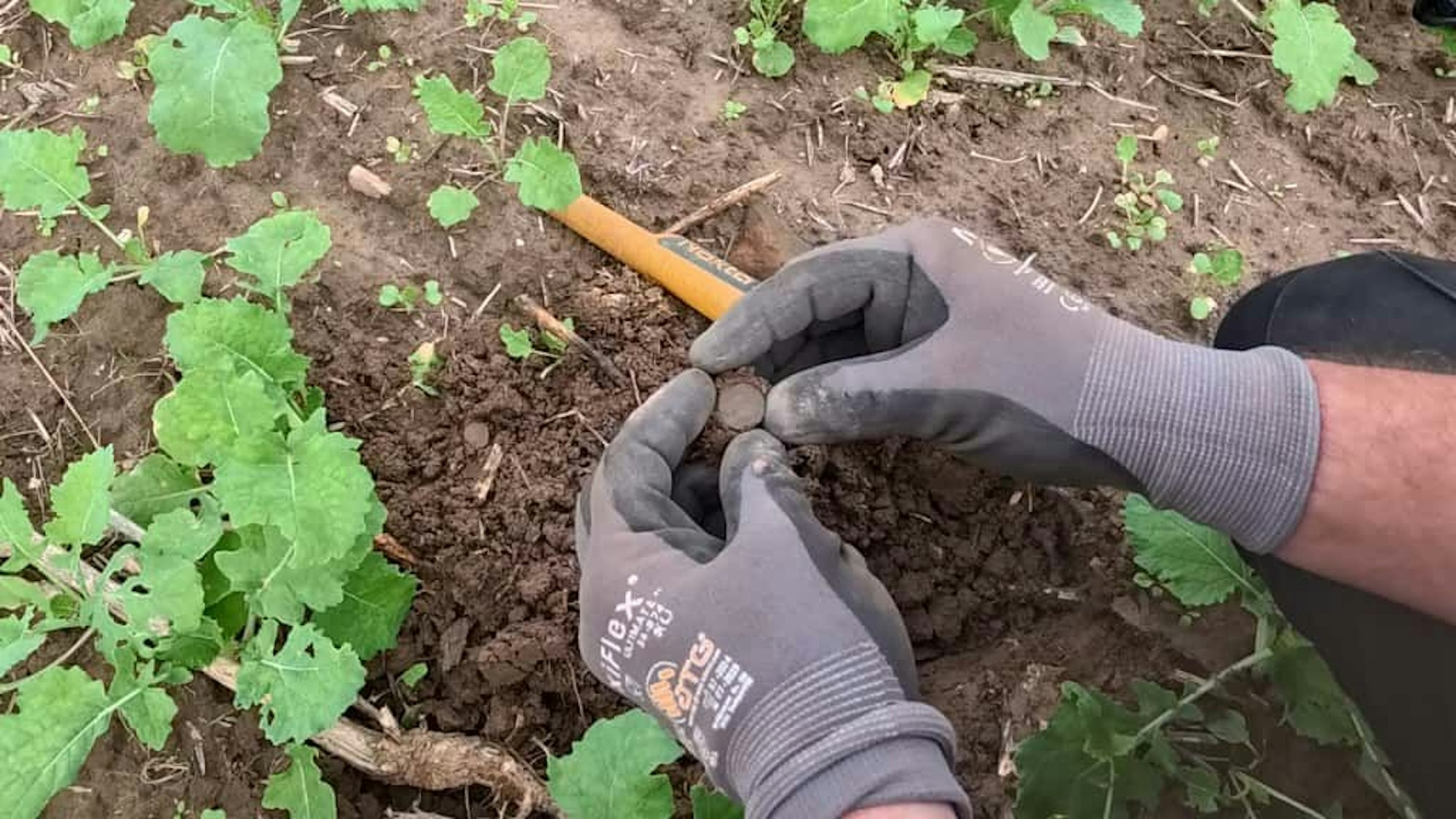 Treffer im Boden auf dem Acker in Pulheim. Der „German Treasure Hunte“r hält eine Münze in den Händen.