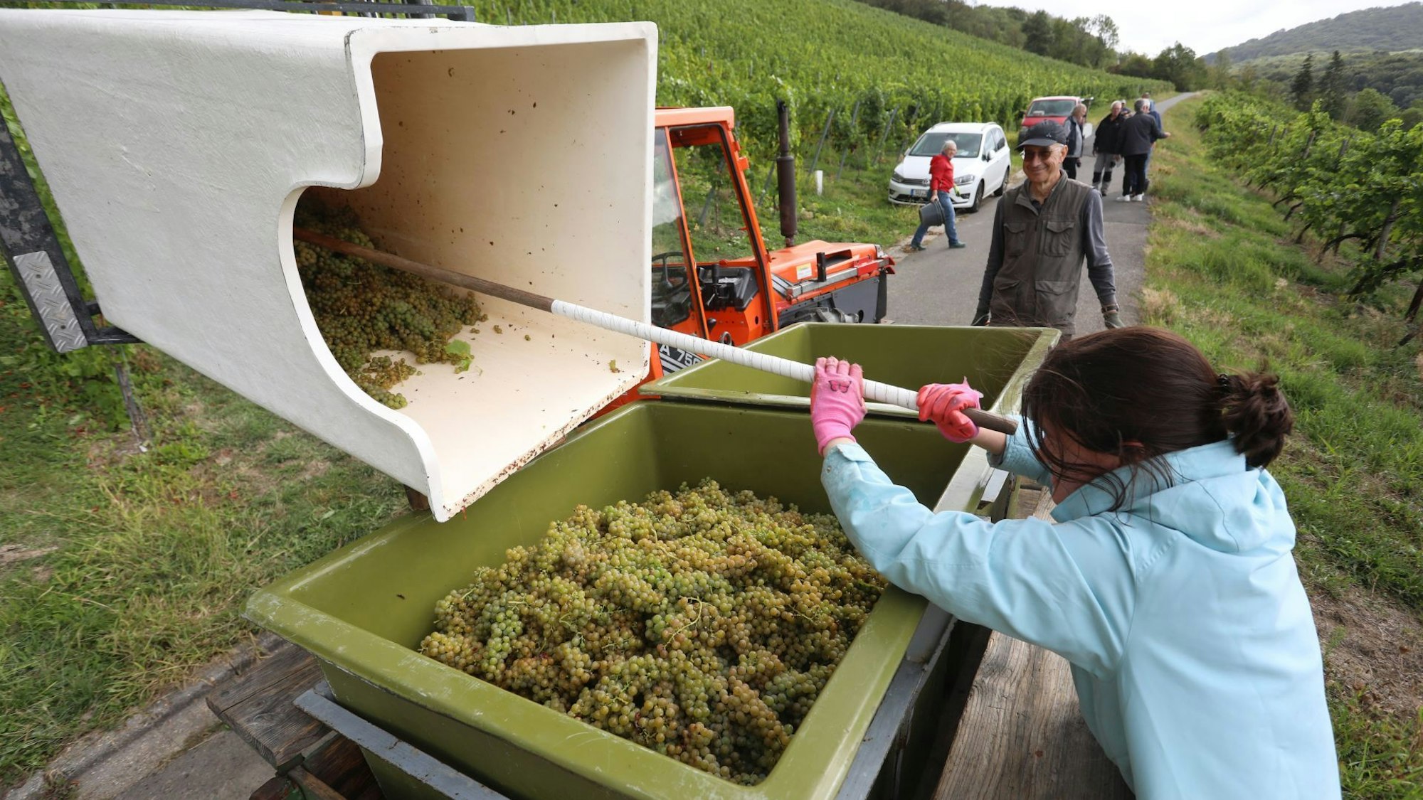 Jede Traube muss raus. Emilia Matissek leert ihren Sammelkorb. Sie war in den letzten zwei Jahren Weinkönigin in Oberdollendorf.