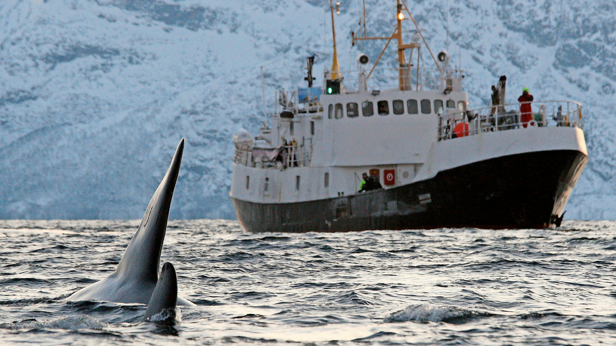 Orcas vor der Küste Norwegens. (Symbolbild)