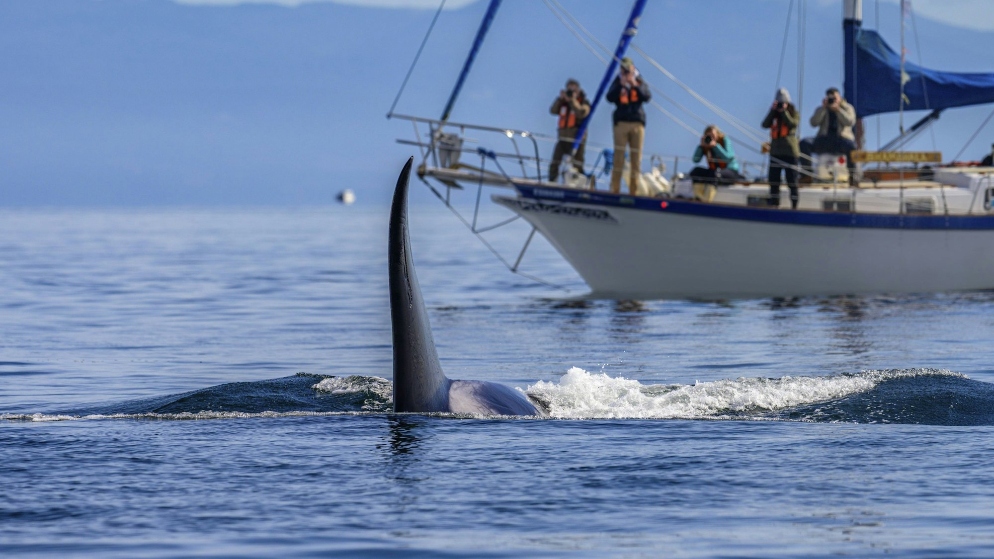 Ein großer Biggs Orca Killerwal zieht nahe an einem Walbeobachtungsboot vorbei.