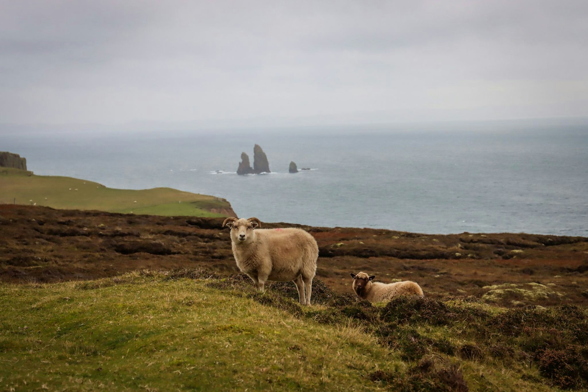 Auf den Shetlandinseln leben Schafe von elf verschiedenen Rassen. Aus ihren Fellen lässt sich Wolle in über 30 Farbnuancen herstellen.