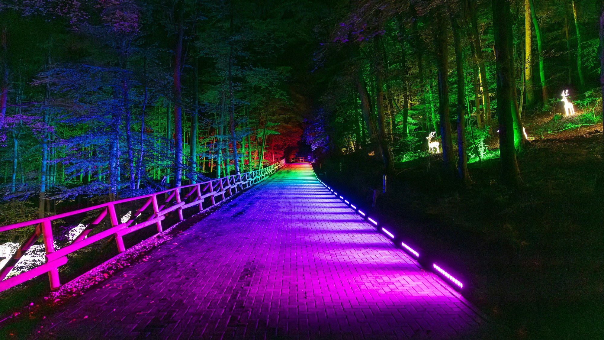 Die Veranstaltung Eifelpark Leuchten verwandelt den Park in eine magische Lichterlandschaft, hier stehen illuminierte Rehe im Wald und der Weg ist bunt beleuchtet.