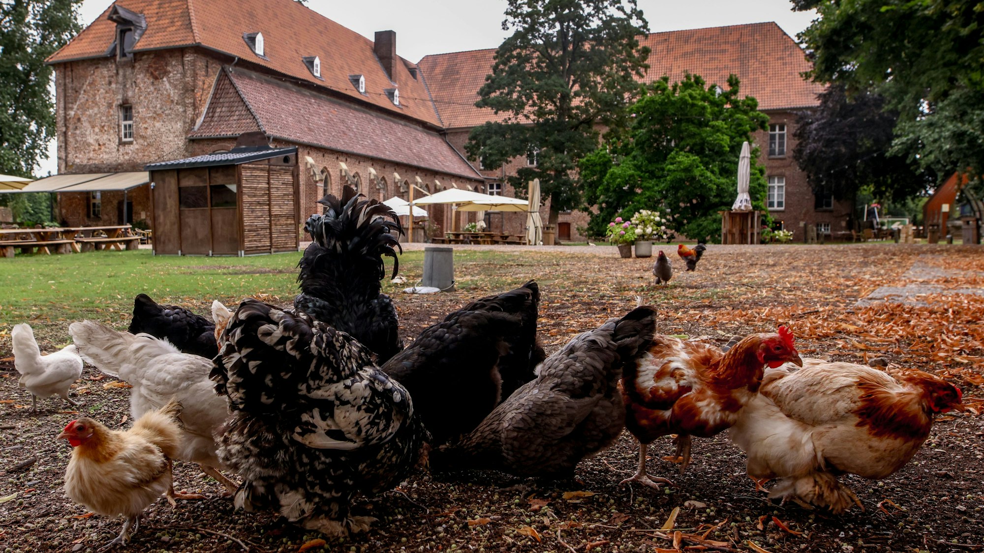 Blick auf das Klostercafé: Hühner und Pfauen laufen auf dem Gelände frei herum