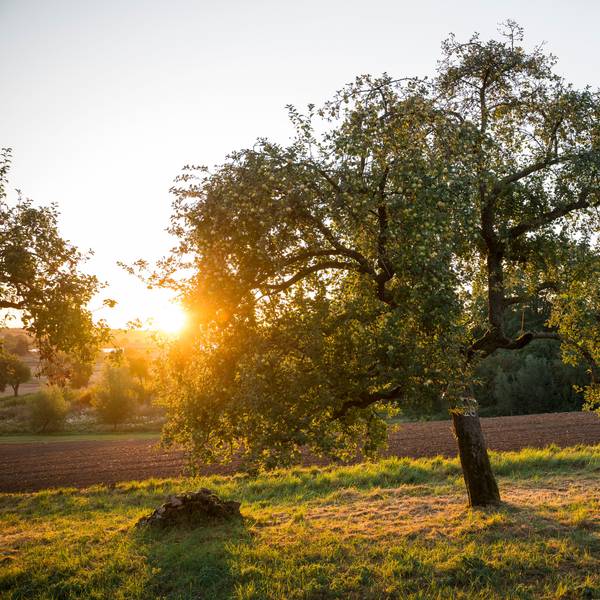Der Spätsommer ist da - mit reifen Äpfeln am Baum, aber auch mit einem Auf und Ab der Temperaturen.