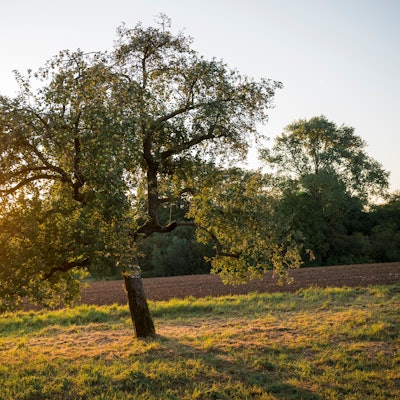 Der Spätsommer ist da - mit reifen Äpfeln am Baum, aber auch mit einem Auf und Ab der Temperaturen.