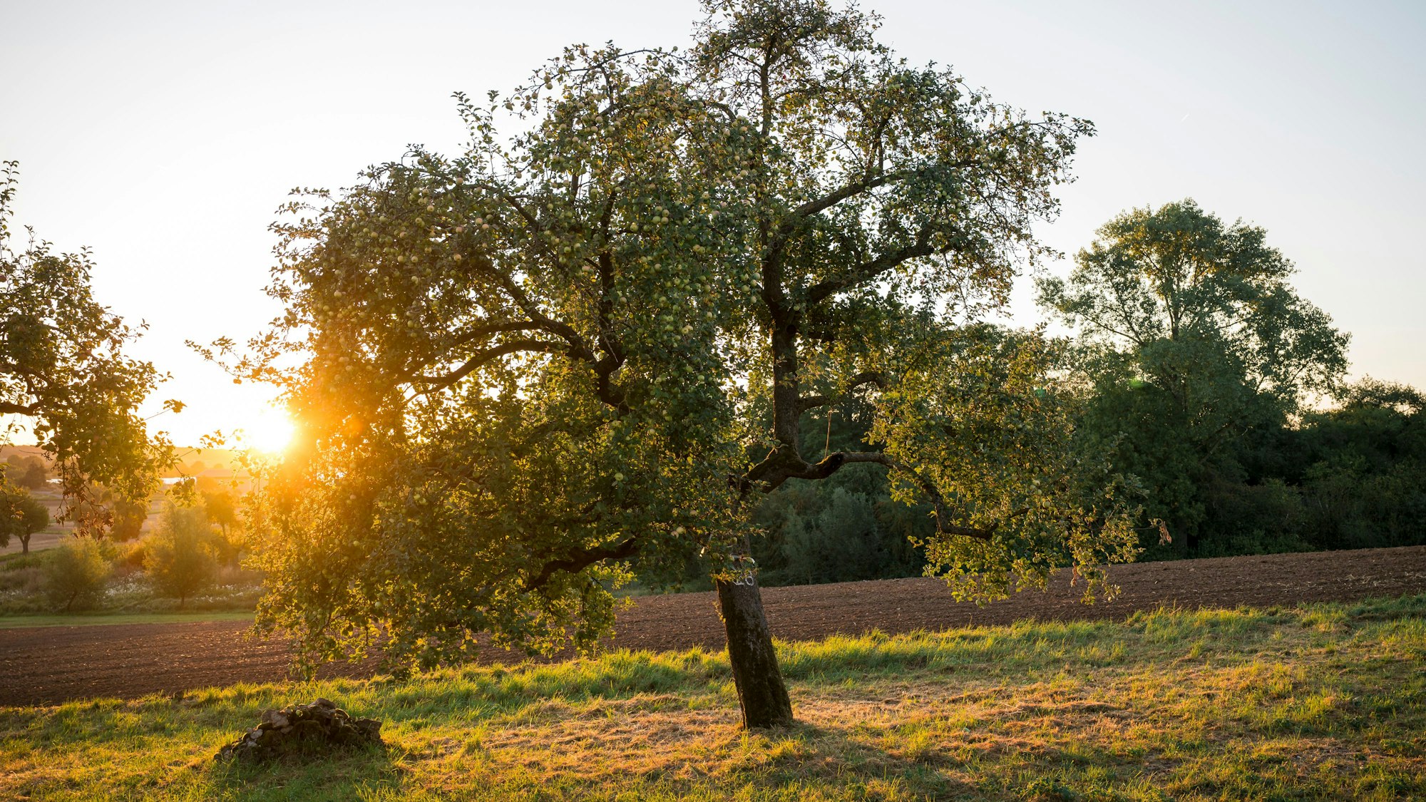 Der Spätsommer ist da - mit reifen Äpfeln am Baum, aber auch mit einem Auf und Ab der Temperaturen.