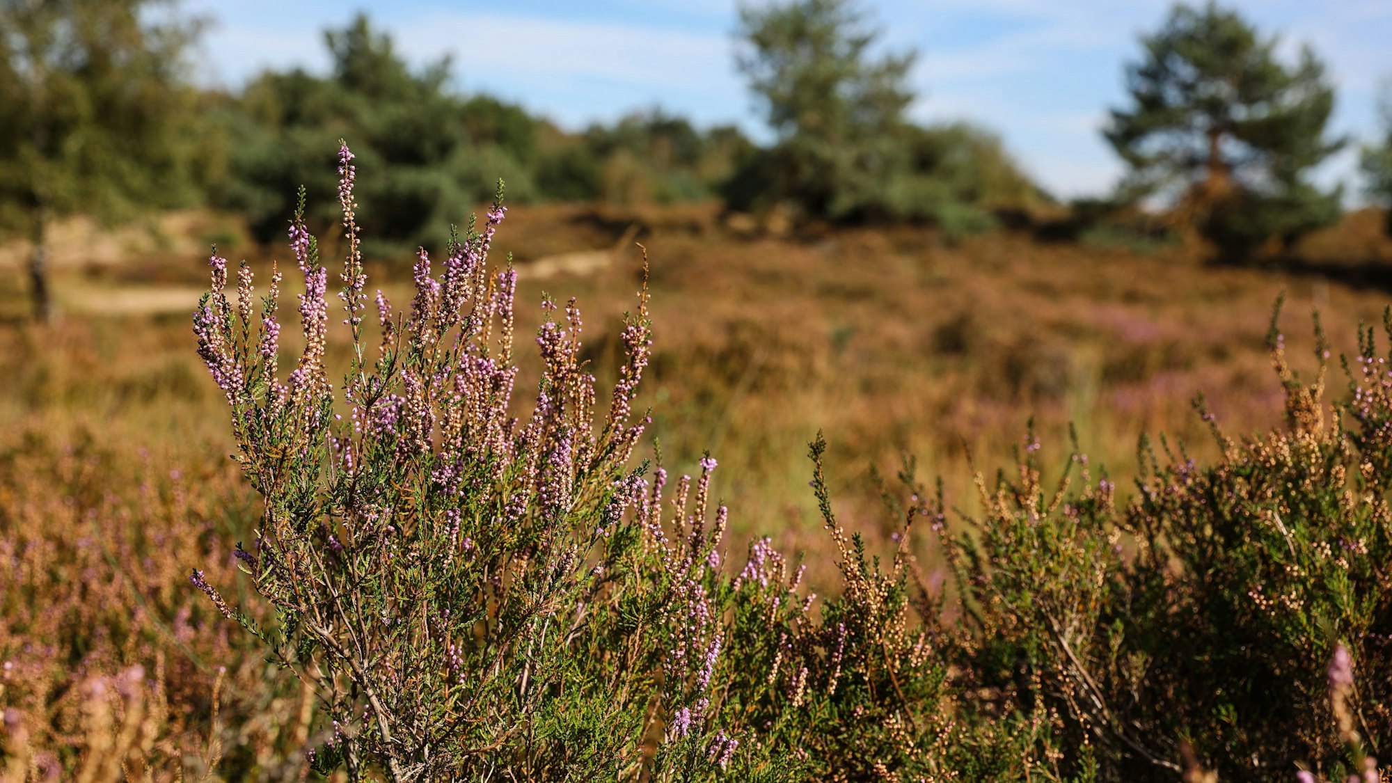 Das Bild zeigt die Wahner Heide mit zum Teil noch blühendem Heidekraut.