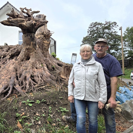 Mächtig und wunderschön erstreckt sich das Wurzelwerk eines alten Baumes über das Grundstück des Waldbröler Ehepaares Olga und Valerian Bäumler. Allein der Stumpf des Baumes ist meterhoch.