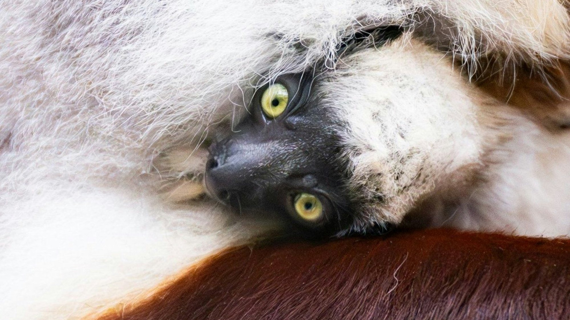 Ein junges Coquerel-Sifaka klammert sich an den Bauch seiner Mutter „Euphemia“.