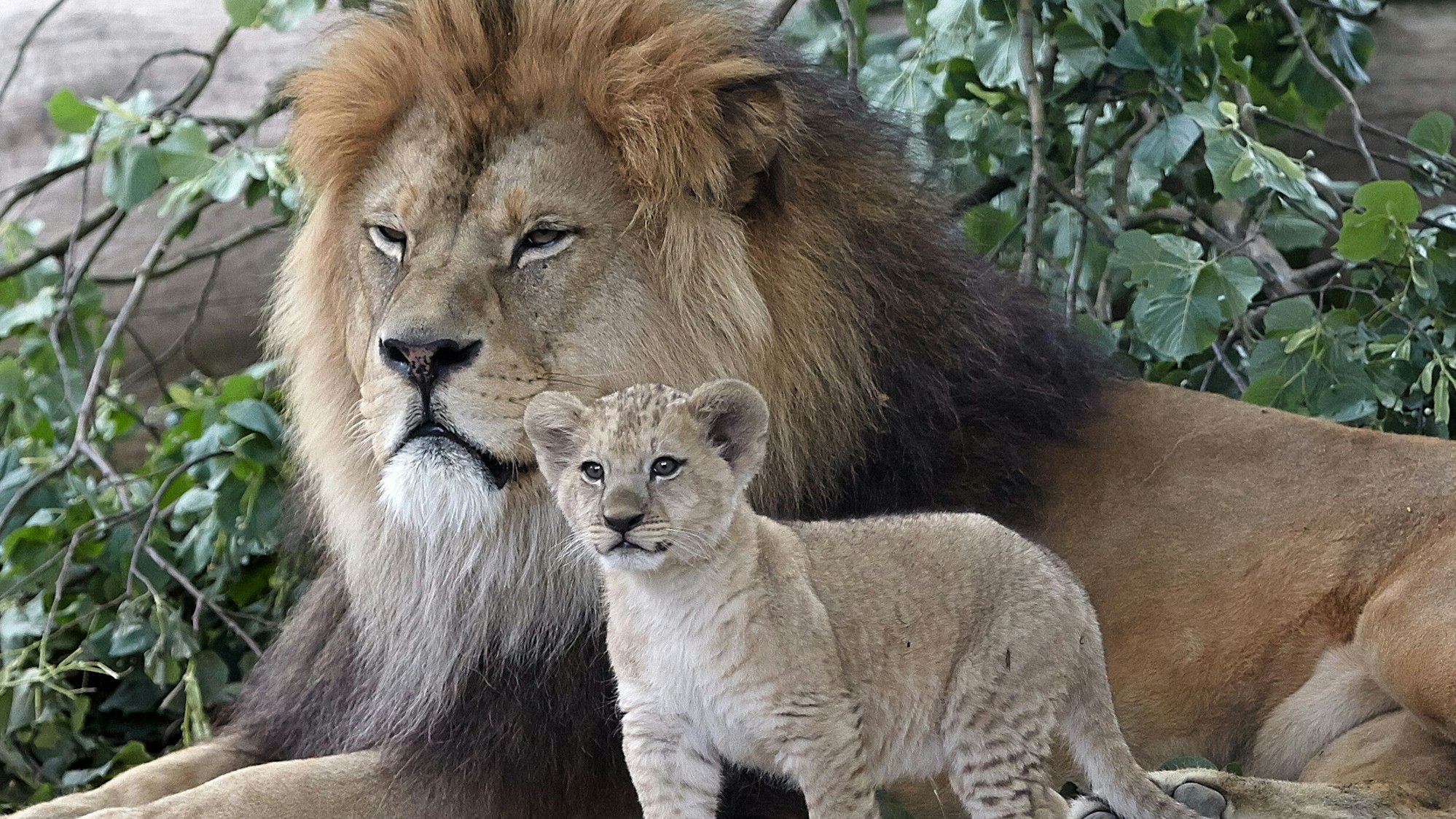 Berberlöwe „Schröder“ hat im Zoo Neuwied dreizehn gesunde Jungtiere gezeugt.