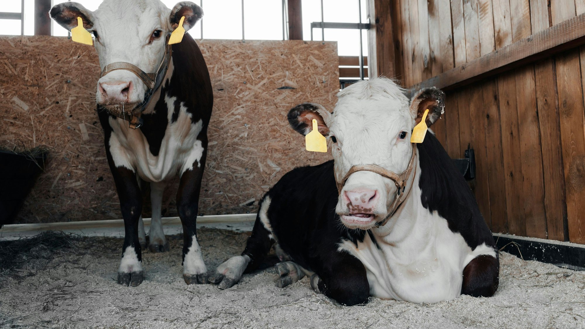 Ermittler haben wegen möglicher Verstöße gegen den Tierschutz einen Bauernhof in Grefrath durchsucht. (Symbolbild)