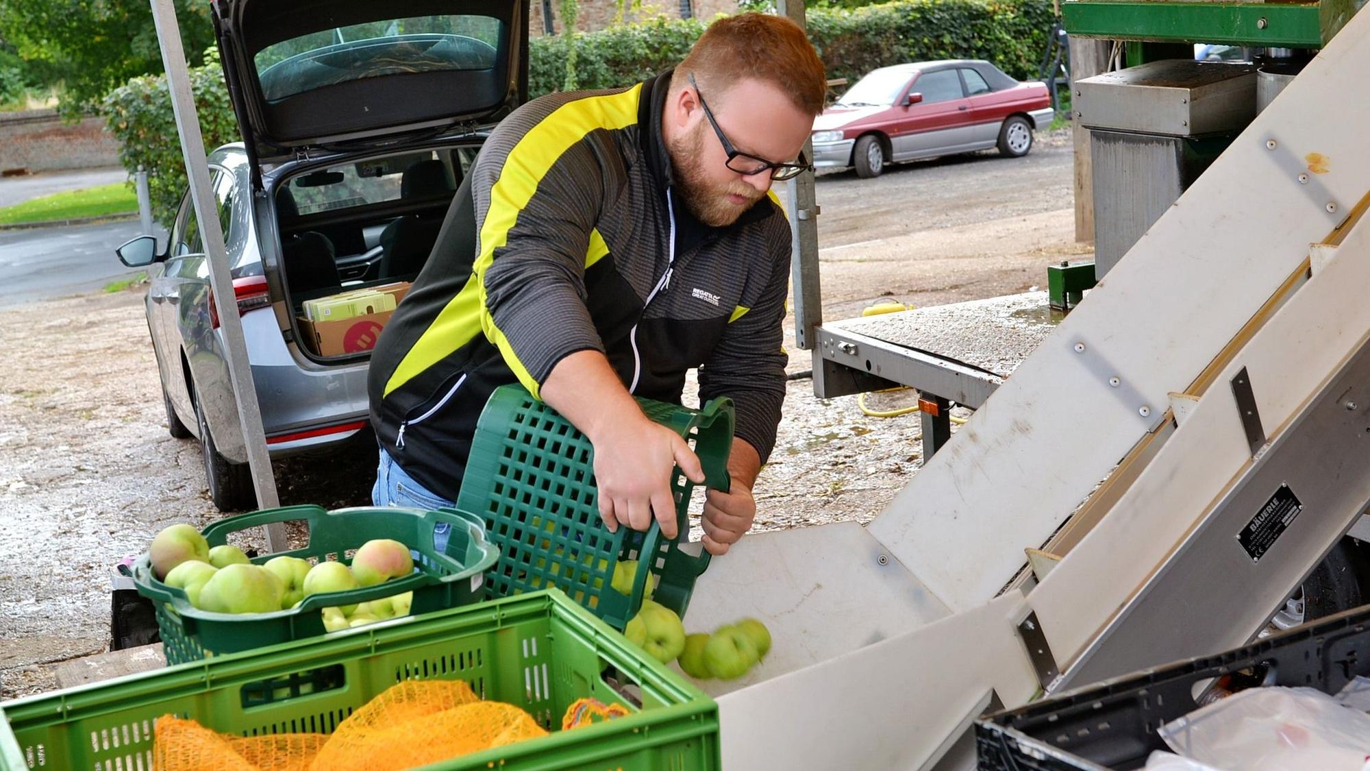 Ein Mann schüttet aus einem grünen Korb Äpfel auf ein Förderband, das sie zur Saftpresse weiterleitet.
