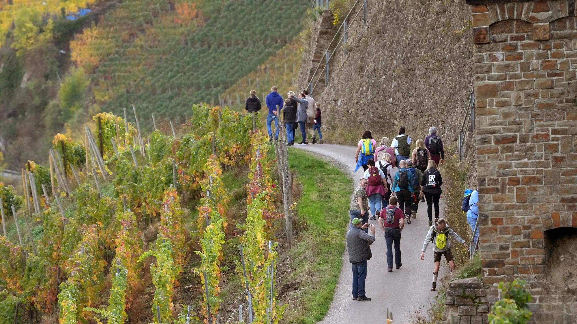Wanderer laufen durch die Weinberge oberhalb des Ortes.