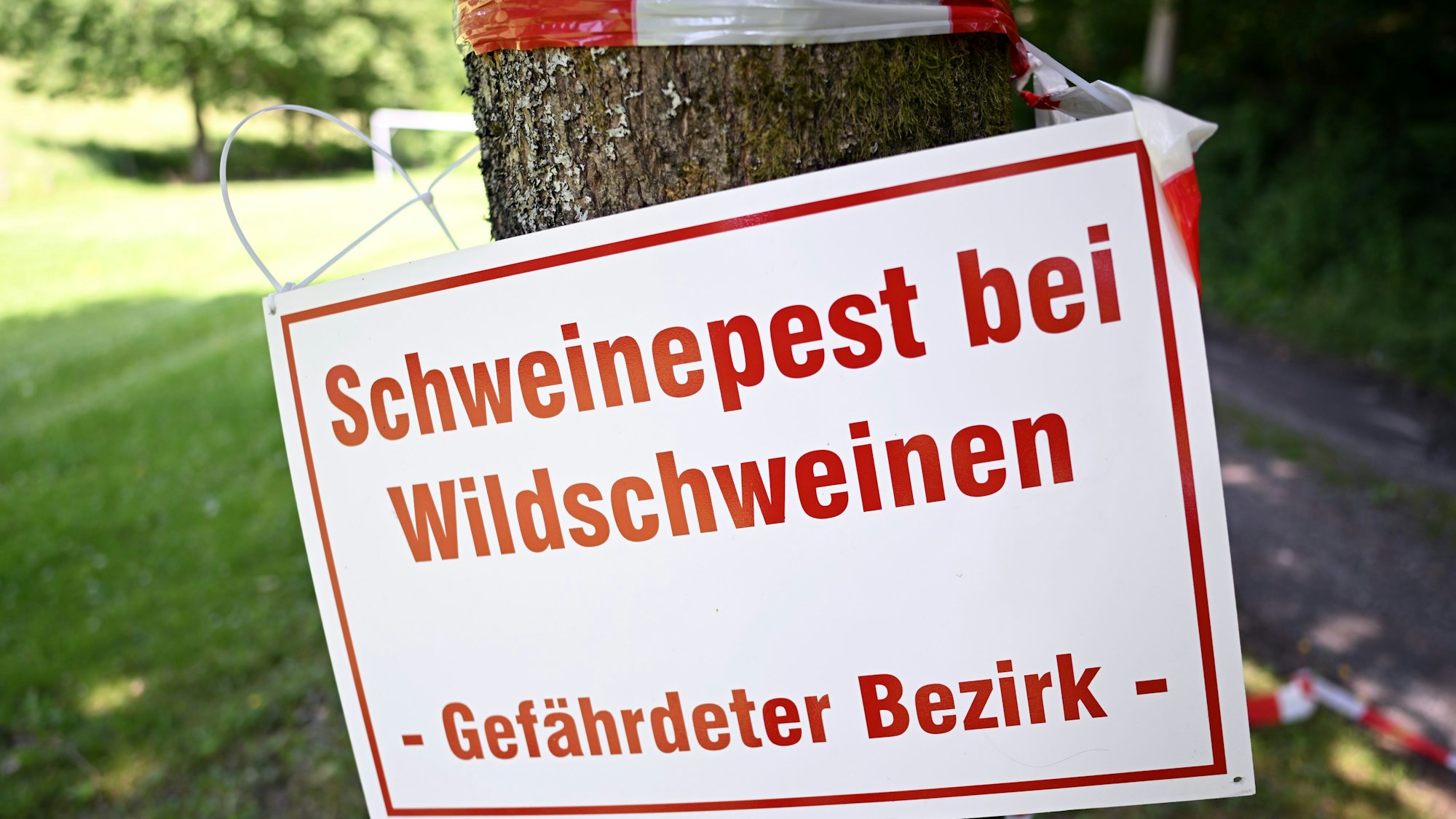 Ein Schild mit der Aufschrift „Schweinepest bei Wildschweinen – Gefährdeter Bezirk“ hängt an einem Baum an einem Waldweg