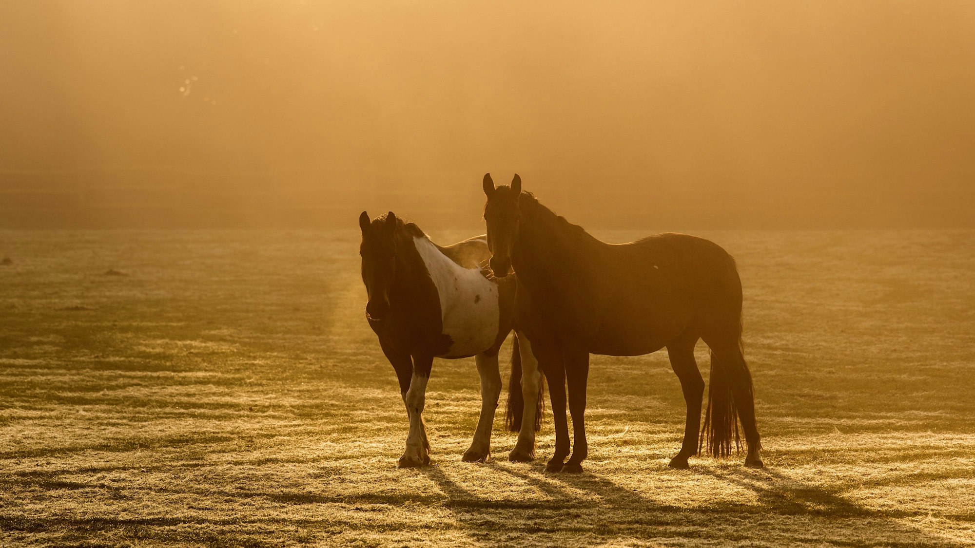 Pferde im Morgennebel, dazu der Geruch nach feuchtem Gras und modrigem Laub: In diesen Momenten scheint die Welt still zu stehen.